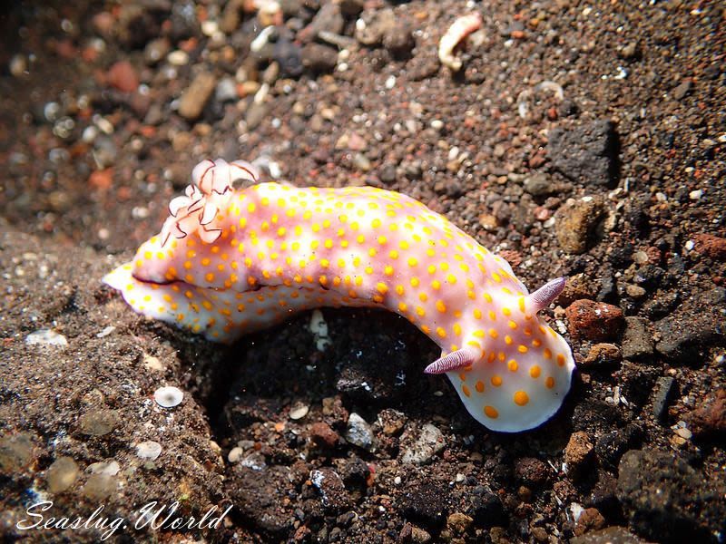 ヒュプセロドーリス・プルケッラ Hypselodoris pulchella