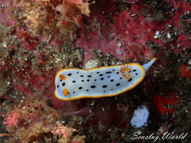 シロウミウシ Chromodoris orientalis