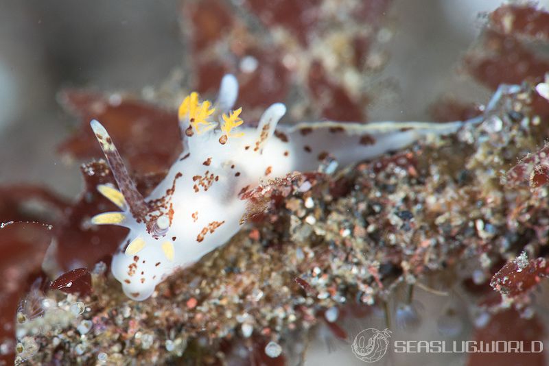 カリヤウミウシ Ancula Kariyana 世界のウミウシ