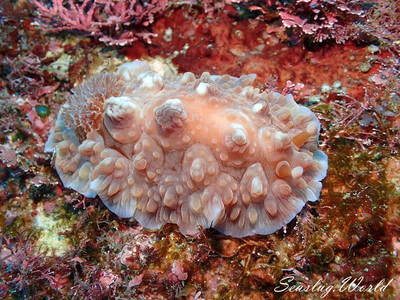 コウシンウミウシ Dendrodoris carbunculosa