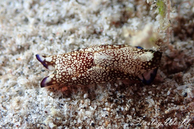 アミメキセワタ Tubulophilinopsis reticulata