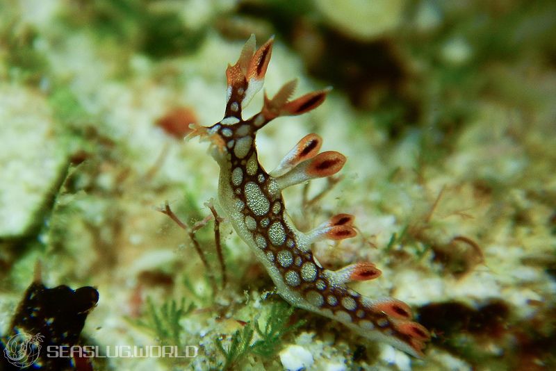 ヒオドシユビウミウシ Bornella anguilla