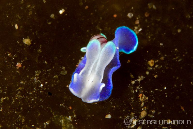 コンシボリガイ Micromelo guamensis