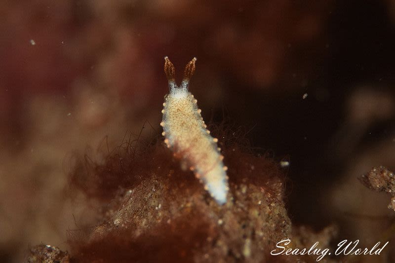 オシャレオトメウミウシ Dermatobranchus funiculus