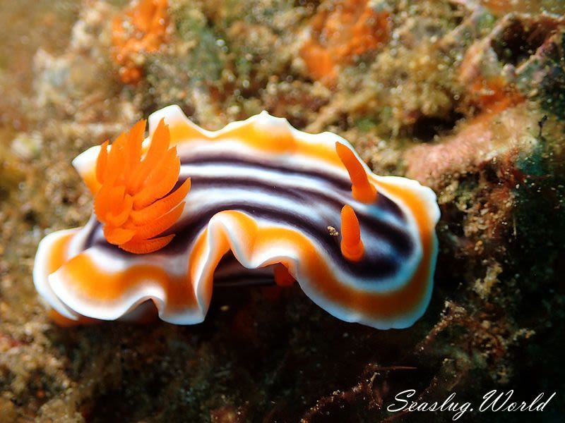 シライトウミウシ Chromodoris magnifica