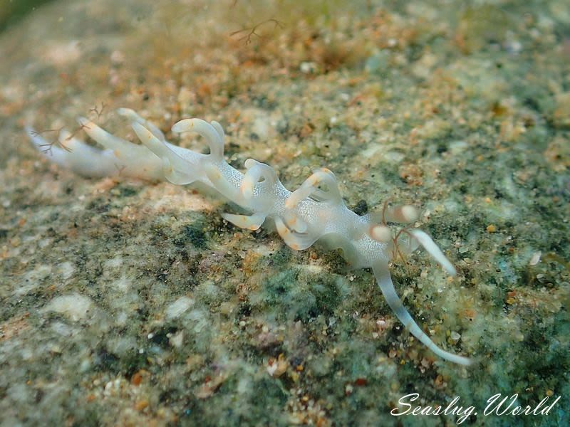 ケラマミノウミウシ Samla bicolor