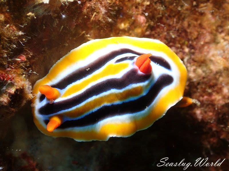 コールマンウミウシ Chromodoris colemani