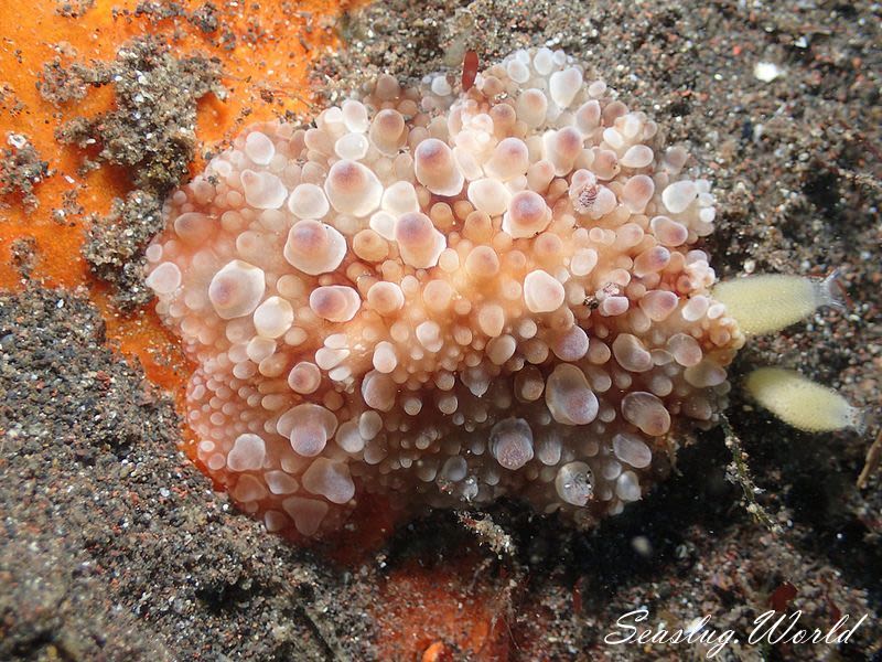 マンリョウウミウシ Carminodoris armata