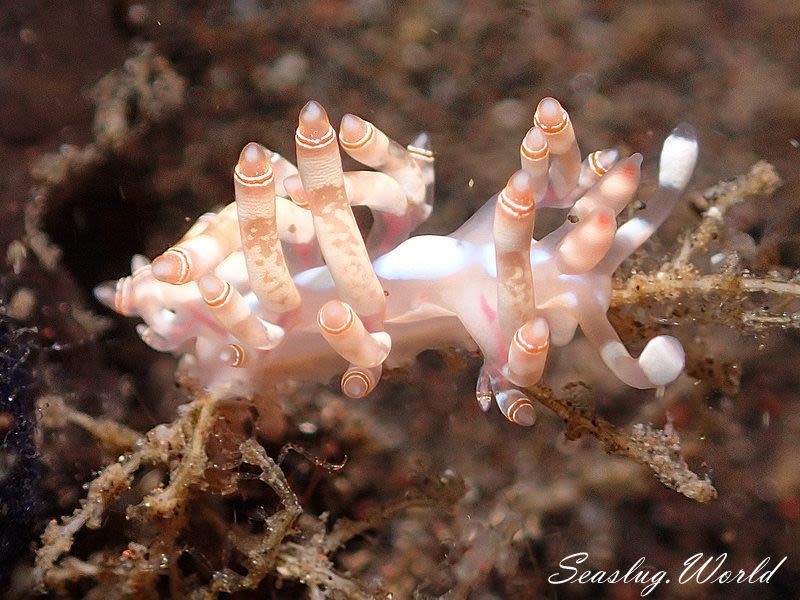 カザリミノウミウシ Samla bilas