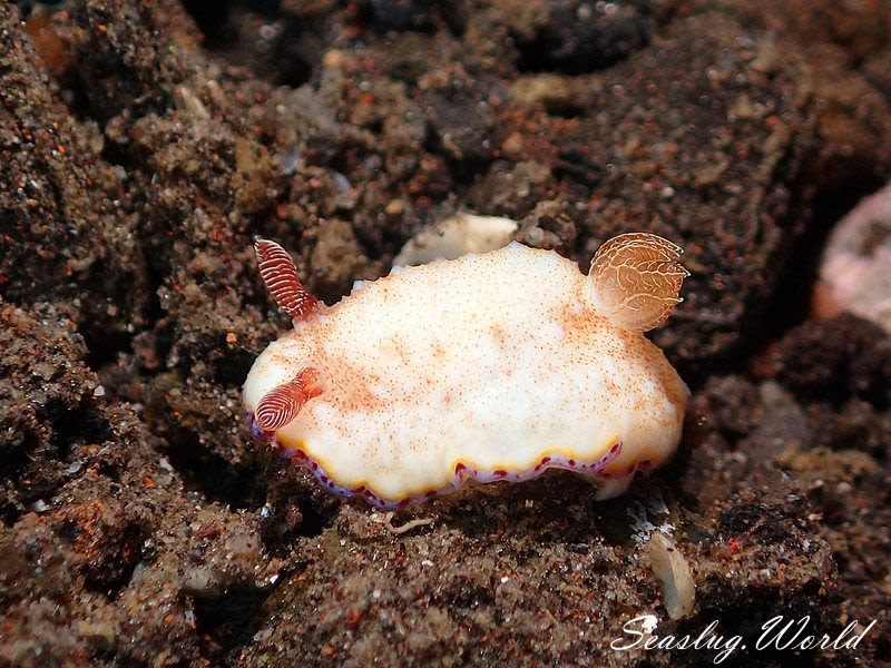 フチドリウサギウミウシ Goniobranchus preciosus