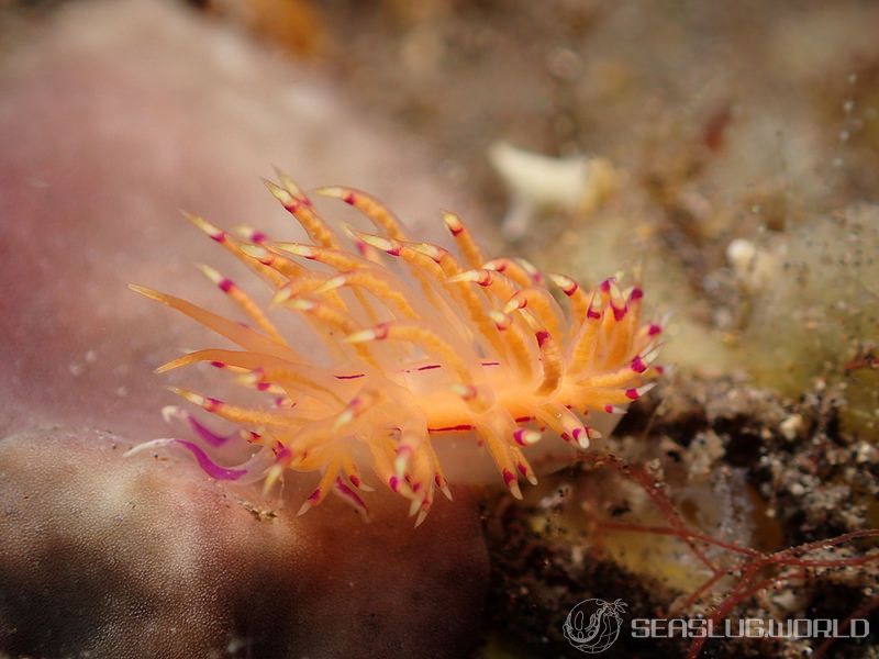 サンドラミノウミウシ Unidentia sandramillenae