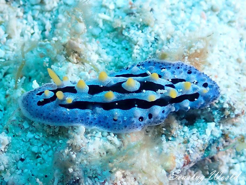 ソライロイボウミウシ Phyllidia coelestis