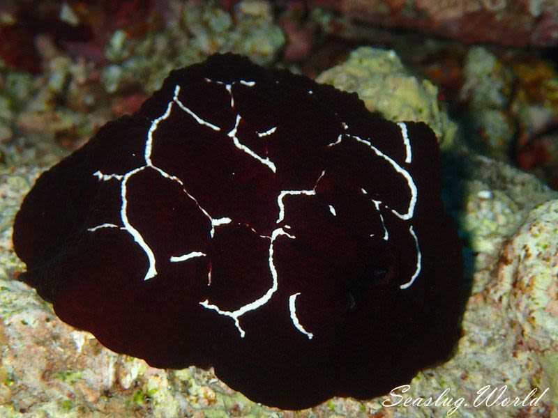 ゼニガタフシエラガイ Pleurobranchus forskalii