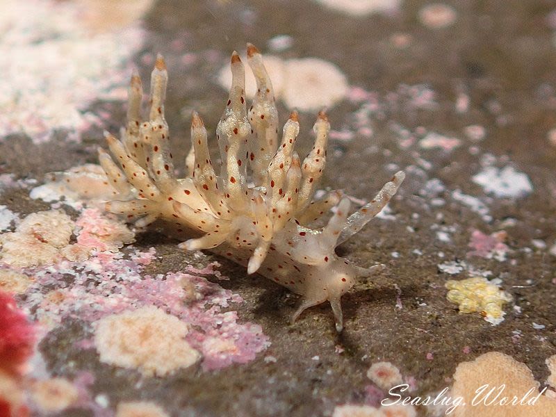 ホシアカリミノウミウシ Eubranchus sp. 5