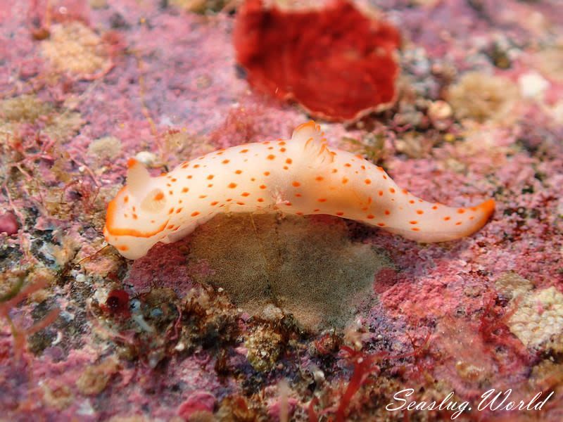 アカボシウミウシ Gymnodoris alba