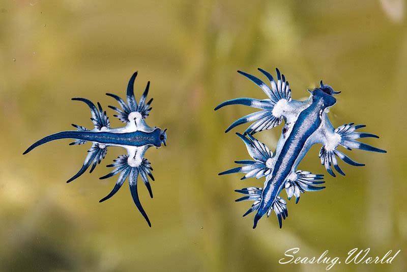 アオミノウミウシ Glaucus atlanticus