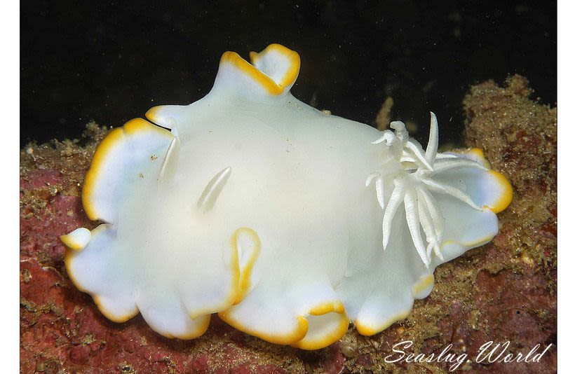 メレンゲウミウシ Ardeadoris egretta