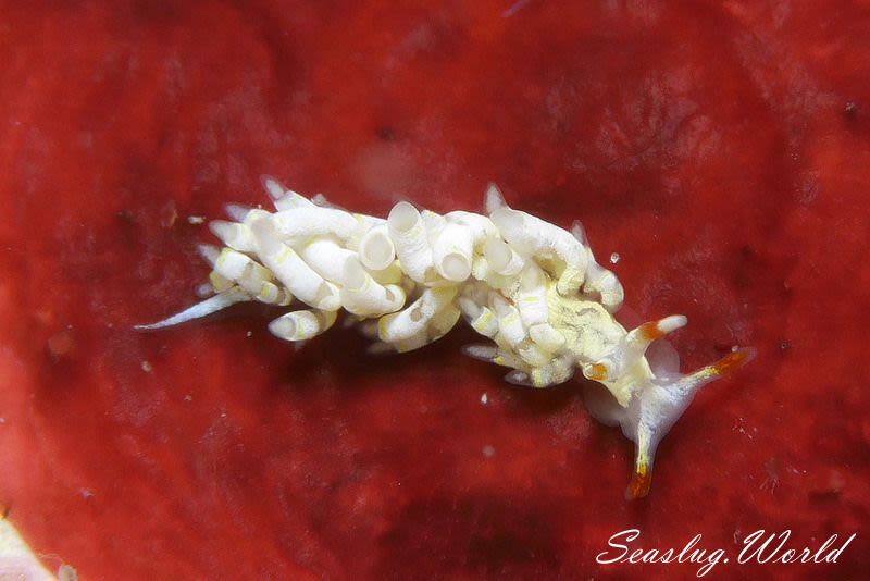 キイロワミノウミウシ Trinchesia sp.35