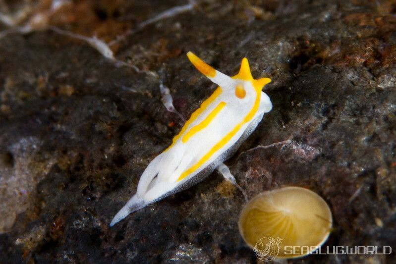 コトヒメウミウシ属の一種 17 Goniodoridella sp.17