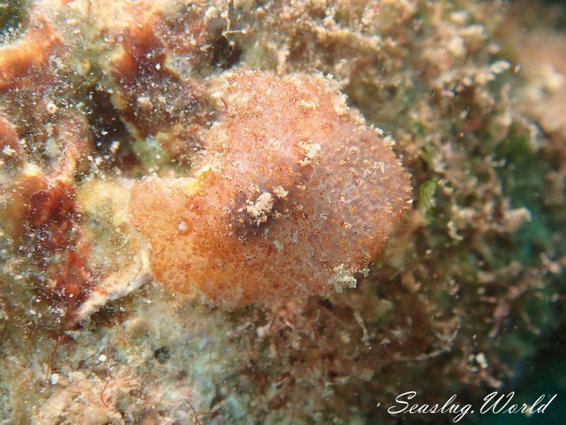 センリョウウミウシ Carminodoris bifurcata