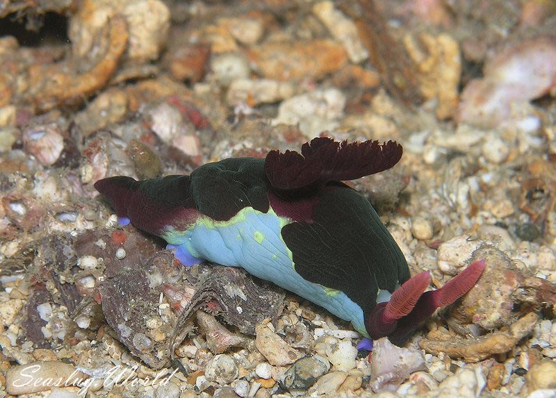 セグロリュウグウウミウシ Nembrotha chamberlaini