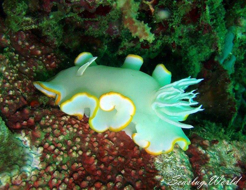 メレンゲウミウシ Ardeadoris egretta