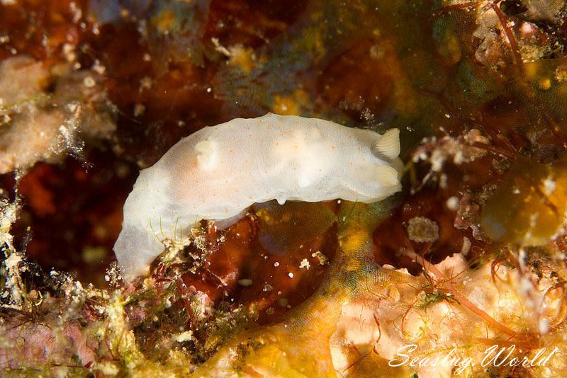 キヌハダモドキ Gymnodoris citrina