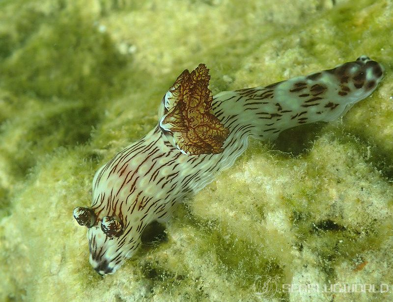 ブッシュドノエルウミウシ Jorunna rubescens