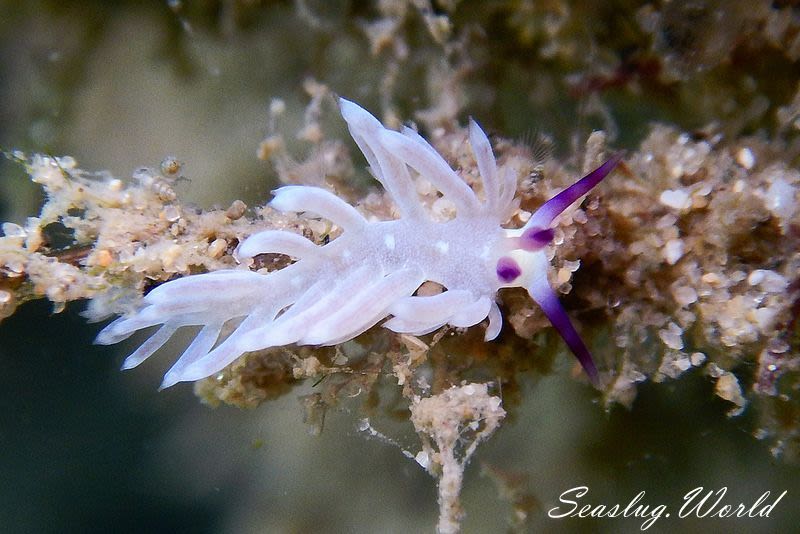 ムカデミノウミウシ Pteraeolidia semperi