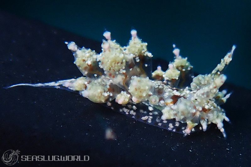 ハナサキコヤナギウミウシ