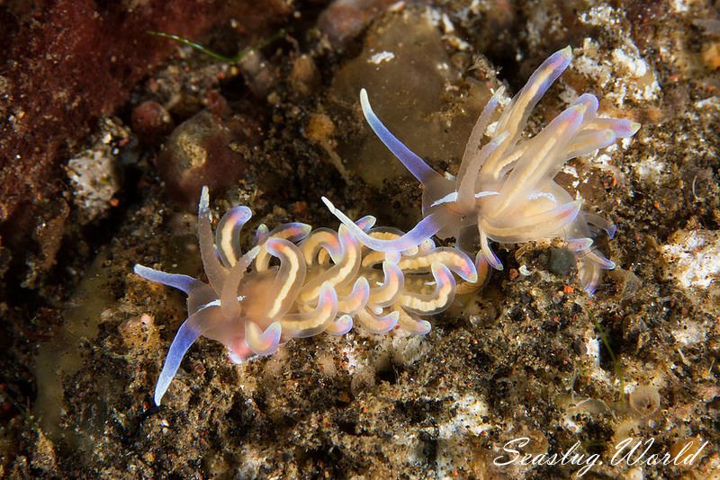 オパールミノウミウシ Phyllodesmium opalescens