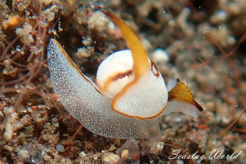 コトリガイ属の一種 3 Colpodaspis sp. 3