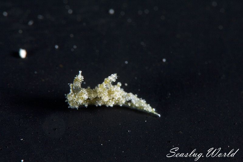 オウカンウミウシ Polycera japonica