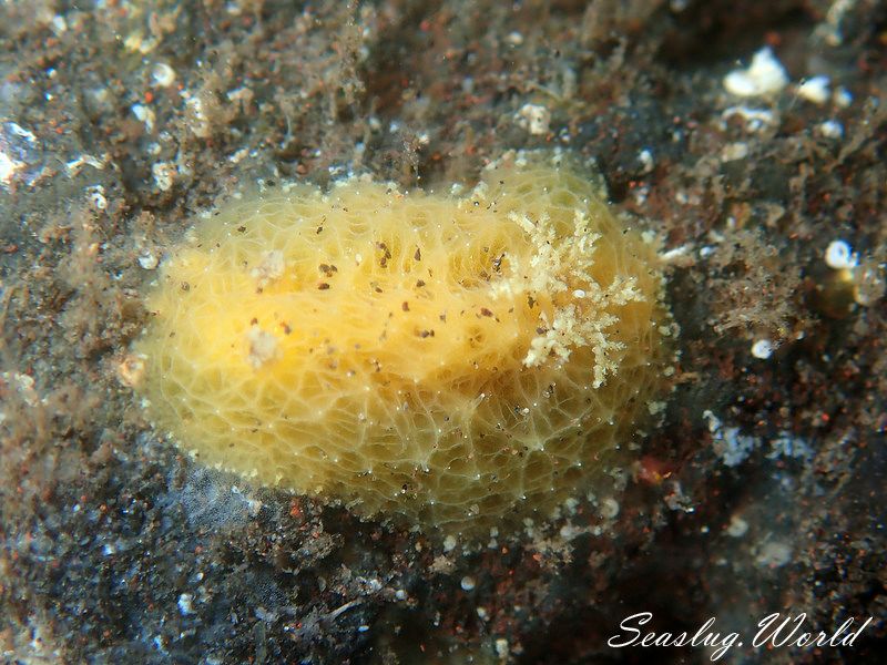 カクレカザンウミウシ Sclerodoris apiculata