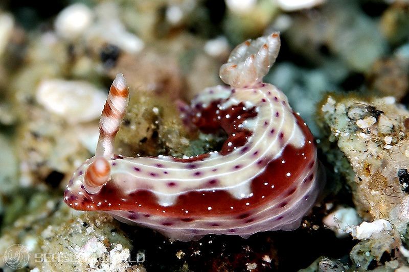 センテンイロウミウシ Hypselodoris decorata