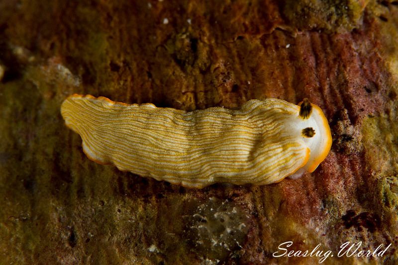 キシマオトメウミウシ Dermatobranchus albus