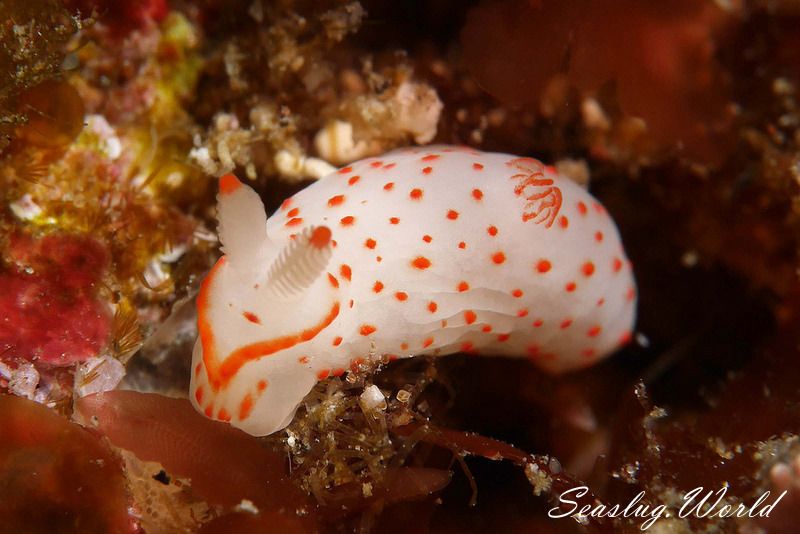 アカボシウミウシ Gymnodoris alba