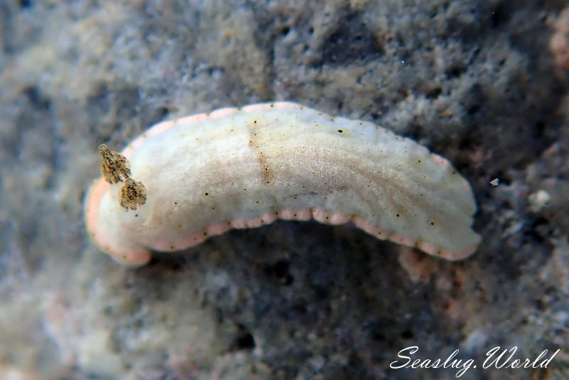 ミルクオトメウミウシ Dermatobranchus fasciatus