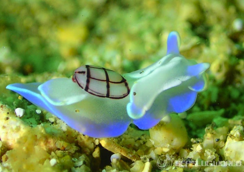 コンシボリガイ Micromelo guamensis