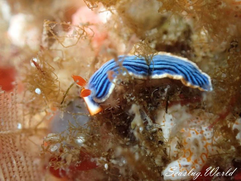 サメジマオトメウミウシ Dermatobranchus striatellus