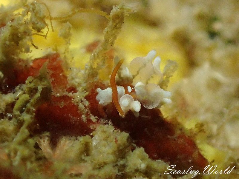 イナバミノウミウシ Eubranchus inabai