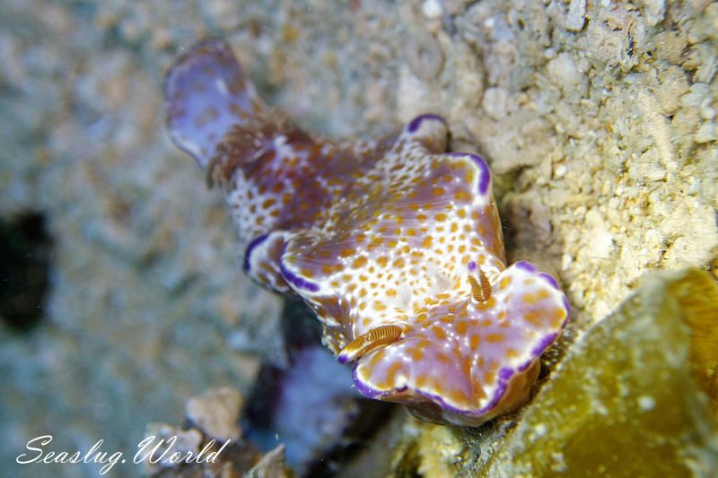 テヌウニシキウミウシ Ceratosoma tenue