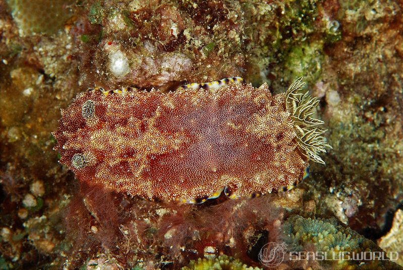 オオゼキイロウミウシ Goniobranchus sp. 4