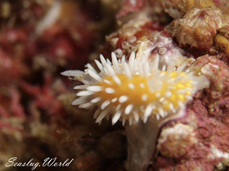 ニセイガグリウミウシ Cadlinella subornatissima