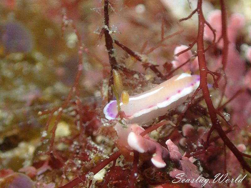 アラリウミウシ Verconia norba