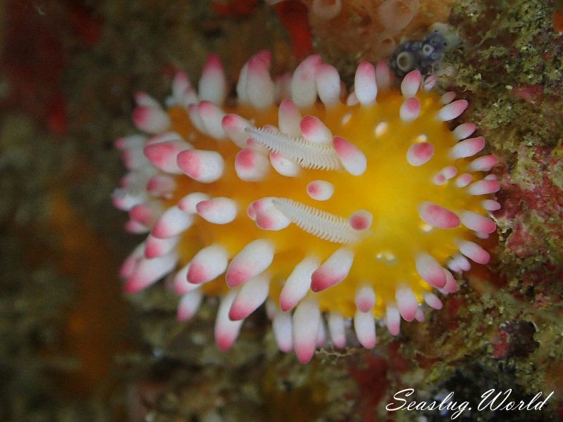 イガグリウミウシ Cadlinella ornatissima