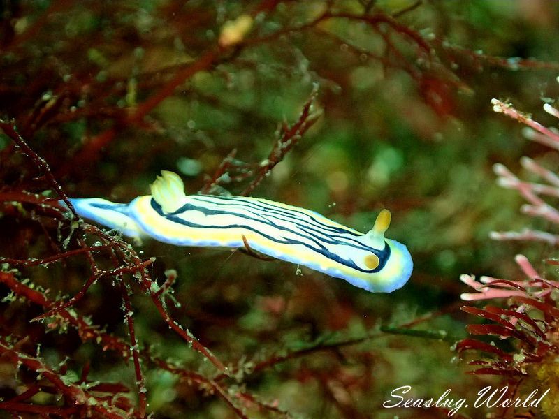 リュウモンイロウミウシ Hypselodoris maritima