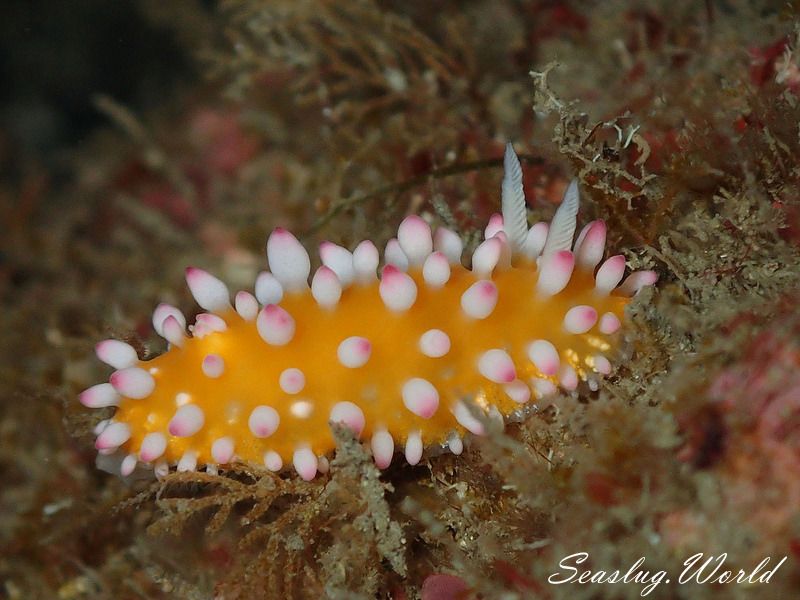 イガグリウミウシ Cadlinella ornatissima