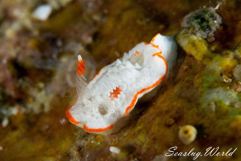 ミナミミツイラメリウミウシ Diaphorodoris sp. 1