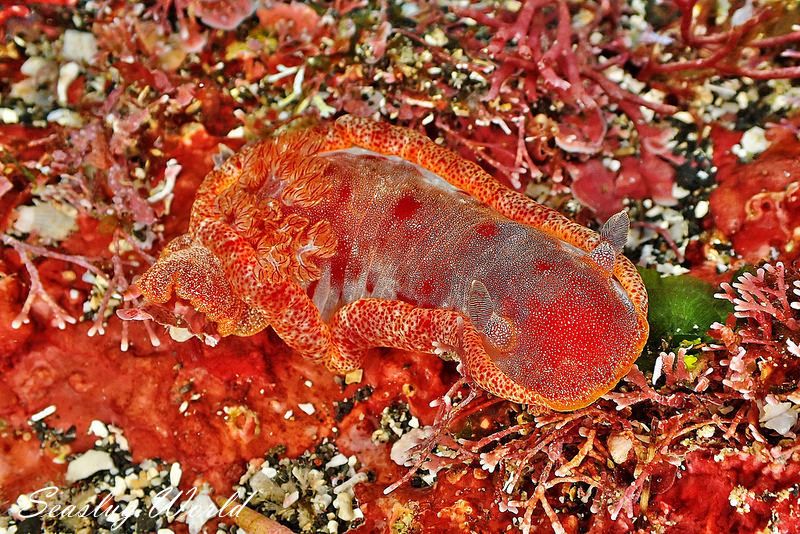 ミカドウミウシ Hexabranchus lacer